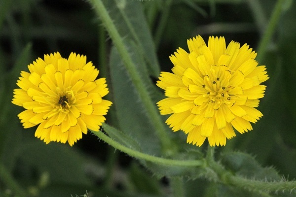 Picris amalecitana, Picris intermedia, Hagioseris amalecitana, Amalek ox-tongue, מררית החוף,  مرير العماليق