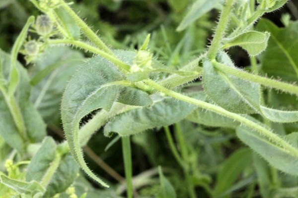 Picris amalecitana, Picris intermedia, Hagioseris amalecitana, Amalek ox-tongue, מררית החוף,  مرير العماليق