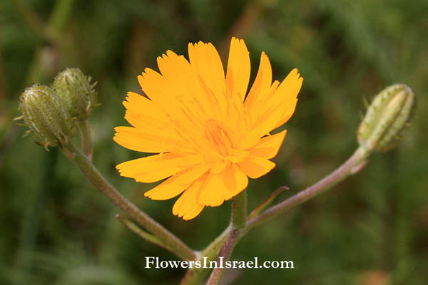 Picris asplenioides, Picris radicata, Oxtongue, מררית שסועה