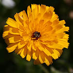 Picris asplenioides, Israel, Pictures of Yellow flowers