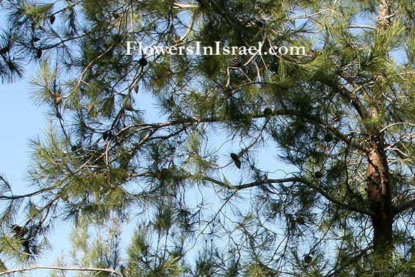 Pinus brutia,Brutia pine, Calabrian pine, Turkish pine, صنوبر قبرصي, Lubânah shâmîyah, אורן קפריסאי