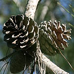 Pinus brutia, Flowers in Israel, wildflowers