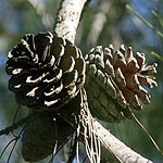 Pinus brutia, Israel Wildflowers, No petals No tepals