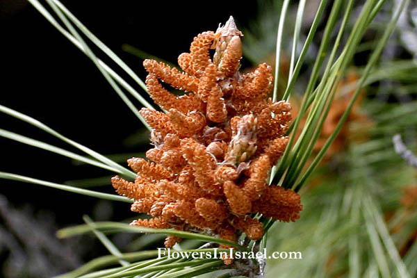 Pinus halepensis, Aleppo Pine, Christmas tree, Jerusalem pine, אורן ירושלים , صنوبر الحلبي and Winter Solstice Celebrations 