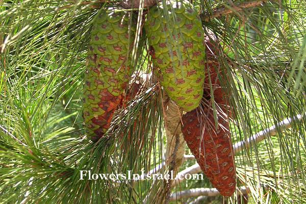 Israel nativeplants, Trees, Palestine