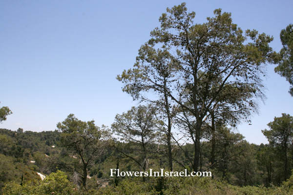 Pinus halepensis, Aleppo Pine, Christmas tree, Jerusalem pine, אורן ירושלים , صنوبر الحلبي and Winter Solstice Celebrations 