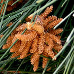 Pinus halepensis, Israel Wildflowers, No petals No tepals