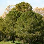 Pinus pinea, Flowers in Israel, wildflowers