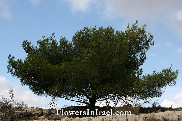 Pinus pinea, Umbrella- or stone pine, Italian stone pine,صنوبر ‘anawbar,אורן הצנובר,,tirzah,tidhar,pignolia nuts,pine nuts