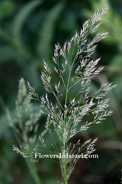 Piptatherum miliaceum, Oryzopsis miliacea,smilograss, Rice millet, נשרן הדוחן, رزية ناعمة