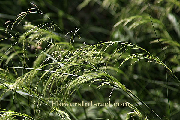 Israel, Native plants, Palestine, Nature