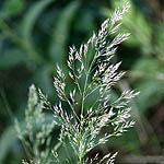 Piptatherum miliaceum, Israel, Cream colored flowers