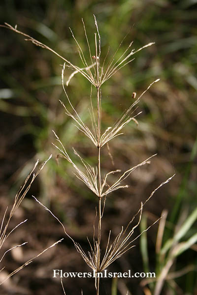 Flora of Israel online, Native plants, Palestine