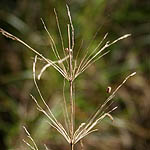 Piptatherum thomasii, Israel, Cream colored flowers