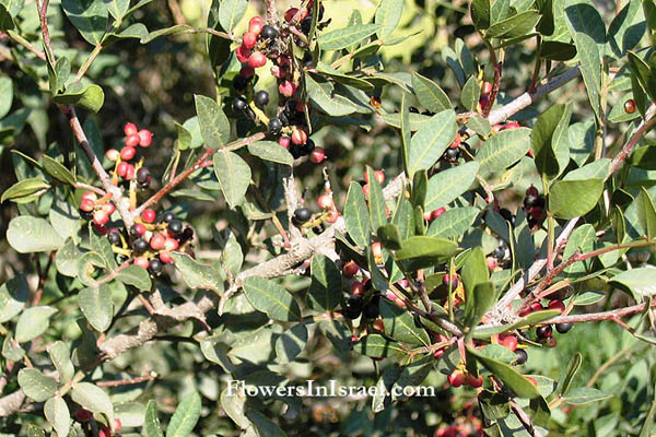 Pistacia atlantica, Mount Atlas Pistache, Mount Atlas mastic tree, Atlantic Pistachio, بطم أطلسي ,אלה אטלנטית