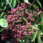 Pistacia atlantica, Israel, Pink Flora, Wildflowers