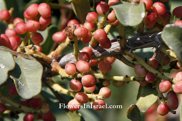 Pistacia lentiscus, Mastic tree, Lentisc,אלת המסטיק , ضرو ,Terebinth Tree Resins