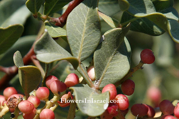 Pistacia lentiscus, Mastic tree, Lentisc,ضرو, Darw,אלת המסטיק,Terebinth Tree Resins