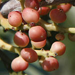 Pistacia lentiscus, Flowers in Israel, wildflowers