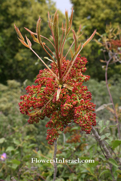 Pistacia palaestina, Turpentine Tree, Terebinth Tree,ببطم أطلسي, אלה ארץ-ישראלית