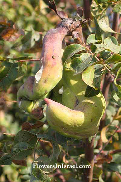 Bloemen in Israel, Wilde bloemen