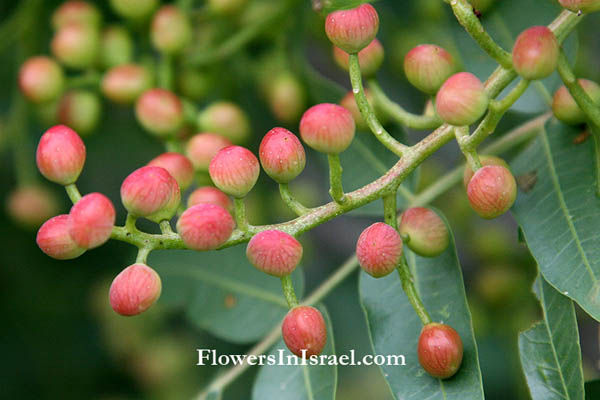 Pistacia palaestina, Turpentine Tree, Terebinth Tree,بطم أطلسي,אלה ארץ-ישראלית