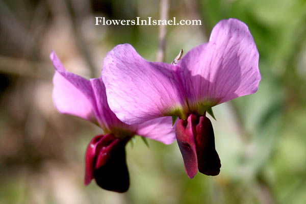 Bloemen in Israel, israel Wilde bloemen