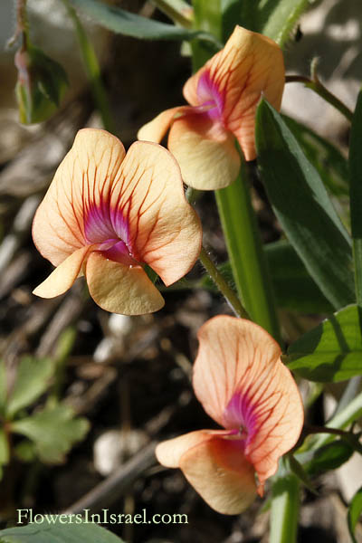 Flowers in Israel, send flowers