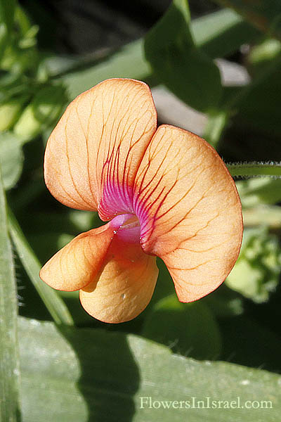 Pisum fulvum, Middle-Eastern Wild Climbing Pea, Tawny pea, Yellow wild pea, אפון מצוי