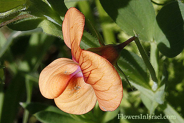 Israel, Nature, Travel, Flowers