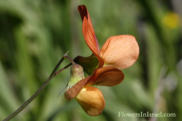 Pisum fulvum, Middle-Eastern Wild Climbing Pea, Tawny pea, Yellow wild pea, אפון מצוי