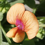 Pisum fulvum, Israel, Orange Flowers