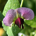 Pisum sativum, Israel, wild purple flowers