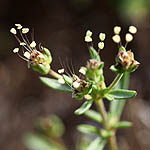 Plantago afra, Israel, white wild flowers