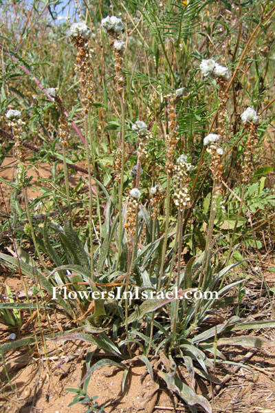 Israel, Flora, Palestine, Nature, Botany