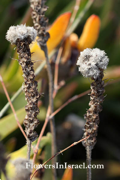 Plantago albicans, Woolly plantain, לחך מלבין,لسان الحمل المبيض