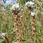 Plantago albicans, Flowers in Israel, wildflowers