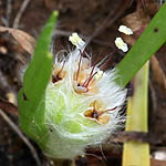 Plantago cretica, Flowers in Israel, wildflowers