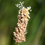 Plantago lagopus, Israel, white wild flowers