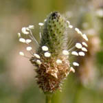 Plantago lanceolata, Israel, white wild flowers