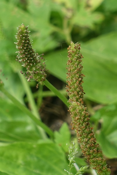 Plantago major, Broadleaf plantain, Greater plantain, לחך גדול, لسان الحمل الكبير