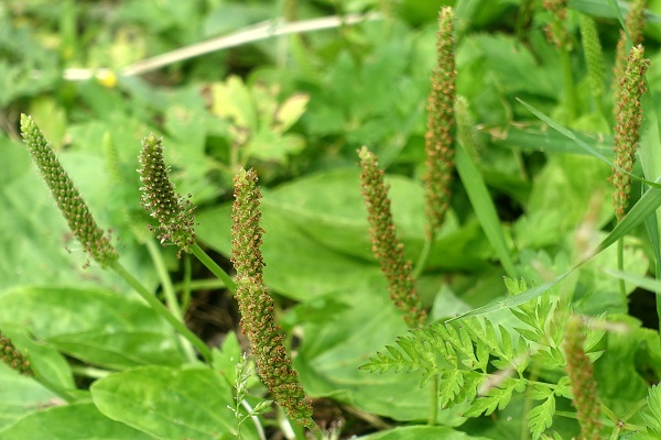 Plantago major, Broadleaf plantain, Greater plantain, לחך גדול, لسان الحمل الكبير