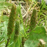 Plantago major, Flowers in Israel, wildflowers