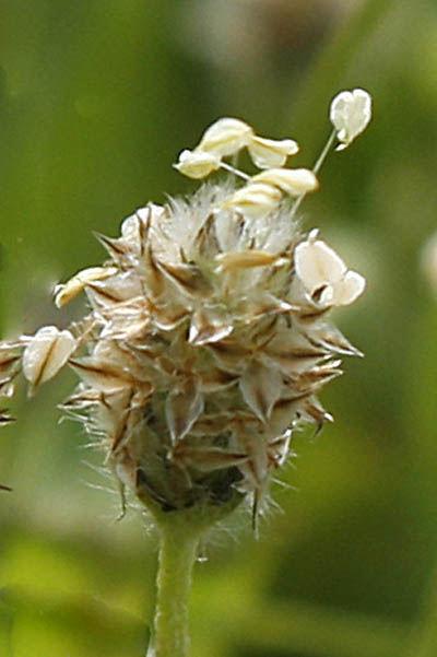 Plantago ovata, Ovate Plantain, לחך סגלגל