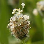 Plantago ovata, Flowers in Israel, wildflowers