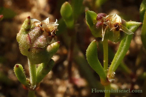 Flora de Israel