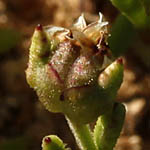 Plantago sarcophylla, Israel, Membranous Flowers (Membrane)