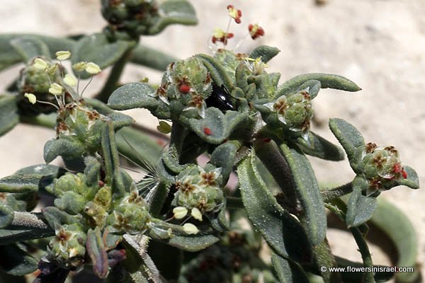 Plantago squarrosa, Plantago aegyptiaca, Plantago aristata, לחך החוף