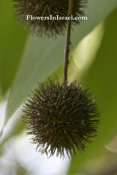 Platanus orientalis, Oriental Plane Tree,الدلب المشرقي ,דולב מזרחי