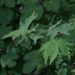 Platanus orientalis, Oriental Plane Tree, Hebrew: דולב מזרחי, Arabic: الدلب المشرقي